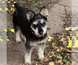 - Mix Dogs for adoption in Brooklyn Center, MN, USA