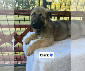 German Shepherd Dog-Unknown Mix Dogs for adoption in Brewster, NY, USA