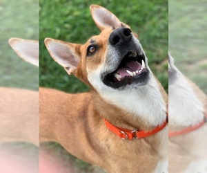 German Shepherd Dog Dogs for adoption in Augusta, WV, USA