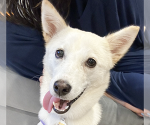 Mutt Dogs for adoption in San Ramon, CA, USA