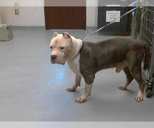 American Pit Bull Terrier Dogs for adoption in Fayetteville, NC, USA