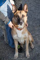 Medium Photo #1 German Shepherd Dog-Unknown Mix Puppy For Sale in Anchorage, AK, USA