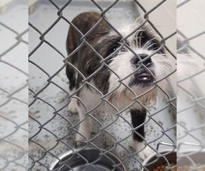 Mutt Dogs for adoption in Anchorage, AK, USA