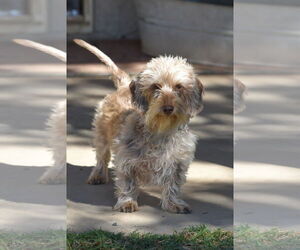 Dachshund Dogs for adoption in Hesperia, CA, USA