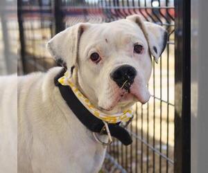 American Staffordshire Terrier-Unknown Mix Dogs for adoption in San Antonio, TX, USA
