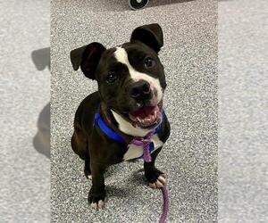 Bull-Pei Dogs for adoption in Westminster, MD, USA