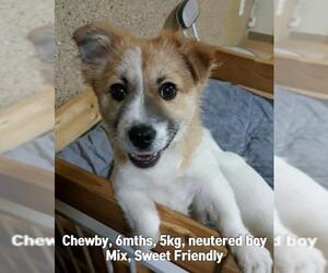 Chi-Corgi Dogs for adoption in Agoura Hills, CA, USA