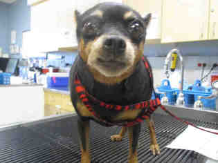 Miniature Pinscher Dogs for adoption in Riverside, CA, USA