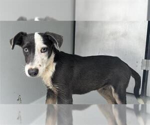 Labrador Retriever-Unknown Mix Dogs for adoption in Houston, TX, USA