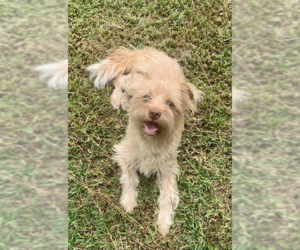 Shih Tzu-Unknown Mix Dogs for adoption in Cranston, RI, USA