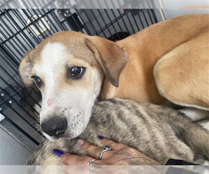 Black Mouth Cur-Catahoula Leopard Dog Mix Dogs for adoption in Houston, TX, USA