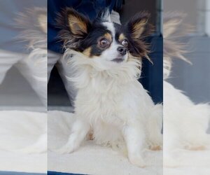 Papillon Dogs for adoption in Lafayette, LA, USA