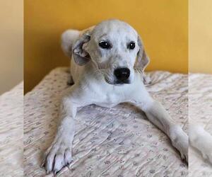 Dalmatian-Pointer Mix Dogs for adoption in Rockwall, TX, USA