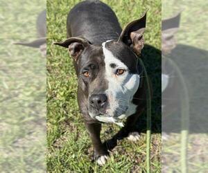 American Staffordshire Terrier Dogs for adoption in Fort Lauderdale, FL, USA