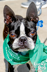 Boston Terrier Dogs for adoption in Washington, DC, USA