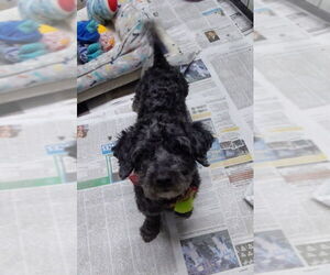 Shih-Poo Dogs for adoption in Mukwonago, WI, USA