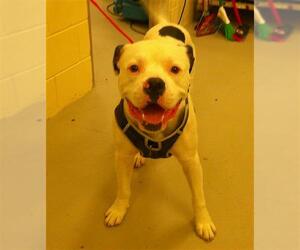 Mutt Dogs for adoption in Sanford, FL, USA