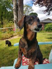 Dachshund Dogs for adoption in Greenville, SC, USA