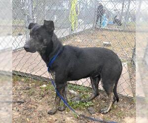 Labrador Retriever-Unknown Mix Dogs for adoption in Conroe, TX, USA