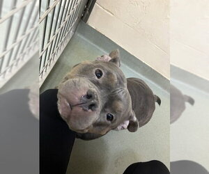 American Bulldog Dogs for adoption in Boston, MA, USA