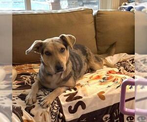 Labrador Retriever-Unknown Mix Dogs for adoption in Conroe, TX, USA