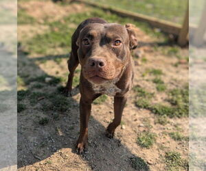 American Pit Bull Terrier-Unknown Mix Dogs for adoption in Vail, AZ, USA