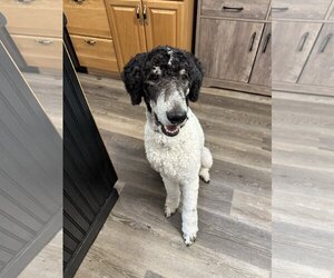 Poodle (Standard)-Unknown Mix Dogs for adoption in Fort Wayne, IN, USA