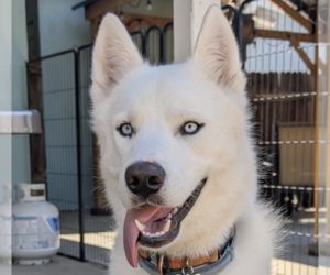 Siberian Husky-Unknown Mix Dogs for adoption in San Ramon, CA, USA