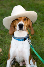Treeing Walker Coonhound Dogs for adoption in north little rock, AR, USA
