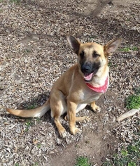 German Shepherd Dog Dogs for adoption in Irving, TX, USA
