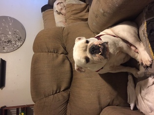 Bulldog Dogs for adoption in PIPE CREEK, TX, USA