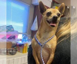 Chihuahua Dogs for adoption in Hamilton, GA, USA