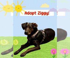 Doberman Pinscher-Plott Hound Mix Dogs for adoption in Plantation, FL, USA