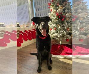 Mutt Dogs for adoption in Kansas City, MO, USA