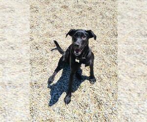 Basset Hound Dogs for adoption in Lake City, MI, USA
