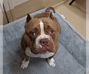 Bulldog-Unknown Mix Dogs for adoption in Chula Vista, CA, USA