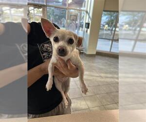 Chihuahua Dogs for adoption in San Antonio, TX, USA