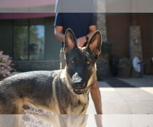 German Shepherd Dog Dogs for adoption in Modesto, CA, USA