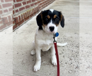 Border Collie-Cavalier King Charles Spaniel Mix Dogs for adoption in Brooklyn, NY, USA