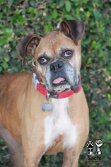 Medium Photo #1 Boxer Puppy For Sale in Los Angeles, CA, USA