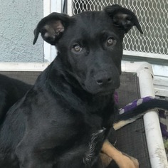 Labmaraner Dogs for adoption in Sunnyvale, CA, USA