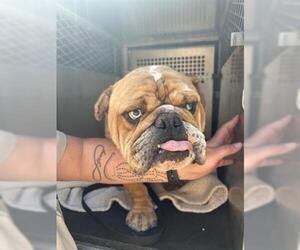Bulldog Dogs for adoption in San Martin, CA, USA