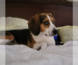 Beagle Dogs for adoption in Las Vegas, NV, USA