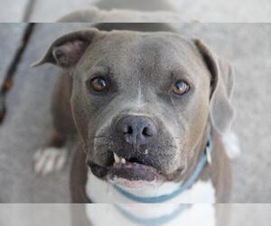 American Pit Bull Terrier-Unknown Mix Dogs for adoption in Fort Lauderdale, FL, USA