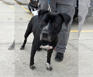 American Pit Bull Terrier-American Staffordshire Terrier Mix Dogs for adoption in Chester, VA, USA
