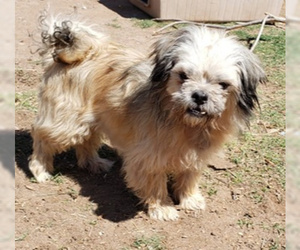 Shih Tzu Dogs for adoption in Peralta, NM, USA