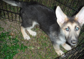German Shepherd Dog Dogs for adoption in Commerce, GA, USA