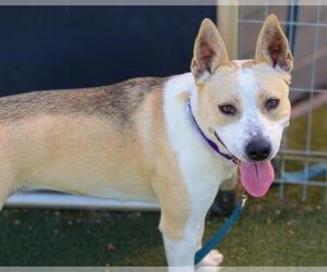 American Pit Bull Terrier-Labrador Retriever Mix Dogs for adoption in Martinez, CA, USA