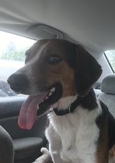 Coonhound-Unknown Mix Dogs for adoption in West Columbia, SC, USA