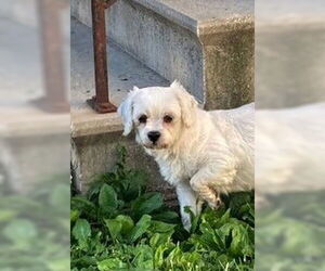 Lhasa Apso Dogs for adoption in Wheaton, IL, USA